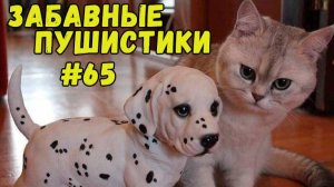 Я РЖАЛ ДО СЛЕЗ 😹 СМЕШНЫЕ КОШКИ И СОБАКИ  СМЕШНЫЕ ЖИВОТНЫЕ 2025 😹 ЛУЧШИЕ ПРИКОЛЫ #65