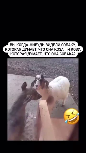 🤣 смех до слëз 🤣