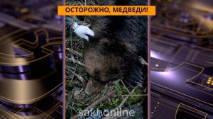 СПЕЦРЕП. Осторожно, медведи!