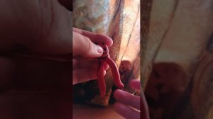 1000011328.mp4 лепим жираф в космосе