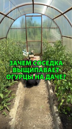 Почему опытные дачники выщипывают завязи у огурцов — секрет крупного урожая?