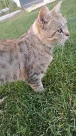Сидим с котом на траве! 🤣🤣🤣#Кот#shorts