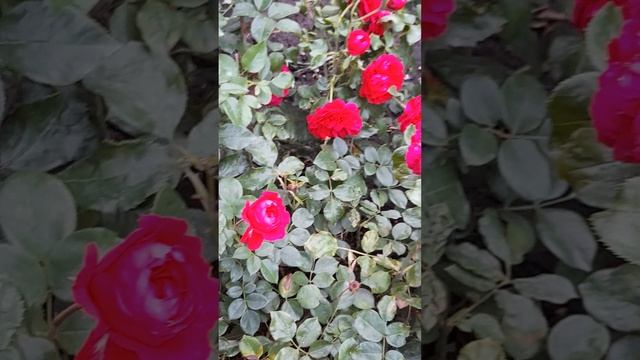 Роза флорибунда Ред Леонардо да Винчи.