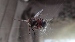 2025.07.11. Норильская лесотундра. Овод в паутине, мир насекомых.