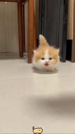 Наш TG https://t.me/liveofcats