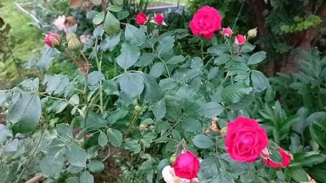 Уход за плетистой розой - подкормки, черенкование и отличия от кустовых роз смотреть онлайн