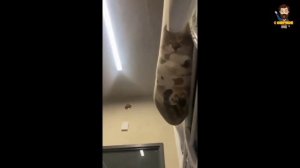 смешные видео с котами