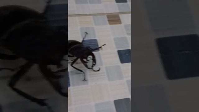 Жук носорог прикинулся мертвым, что бы его не сожрали хищники.