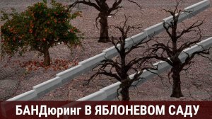 БАНДюринг в Яблоневом саду