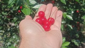 Сельские будни. Собираю черешню на компот