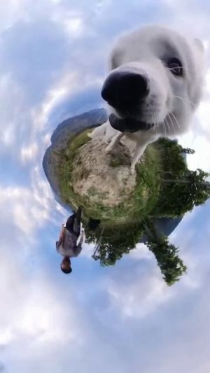 пес 360