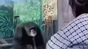 Наконец-то обезьяне показали обезьяну🙉🤣
