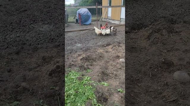 Кормлю кур🐔 выпустил квочку из шизо🤠