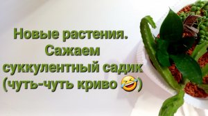 328. Цветы: Новые растения. Сажаем суккулентный садик (чуть-чуть криво🤣).