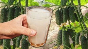 Будете собирать урожай вёдрами каждый день! Срочно дайте Огурцам Томатам Перцу э