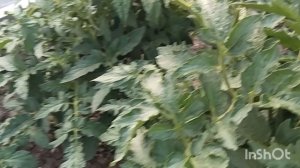 11 июля 2025г.Будни садовода и огородника.