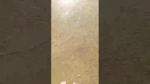 Ейск Море 🌊 Ейск 2025 Море2025 Пляж 🌴 Меляки Берег Медуза Путешествия