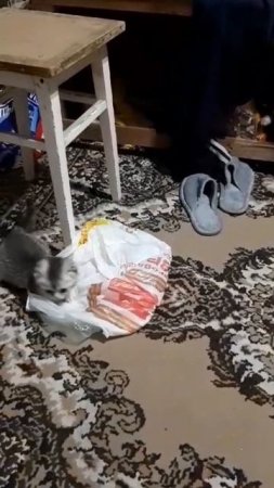 Шелли
