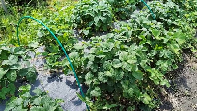 Обзор участка в июле. Сравнение с прошлым годом.