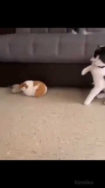 А ну, Василий, без насилия!