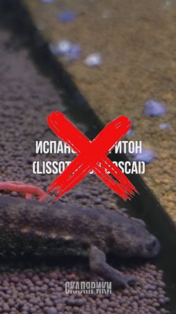 Иглистый тритон