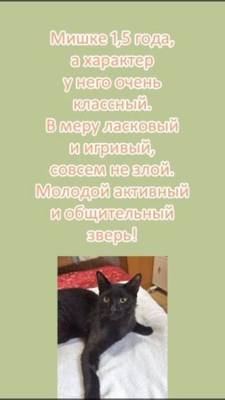 Чёрный, молодой и очень крупный ласковый кот ищет дом. ❤️