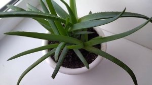 Алоэ. Как ухаживать. В чём разница между древовидном алоэ и алоэ вера.