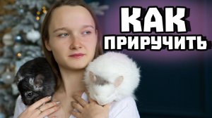 Как приручить шиншиллу?