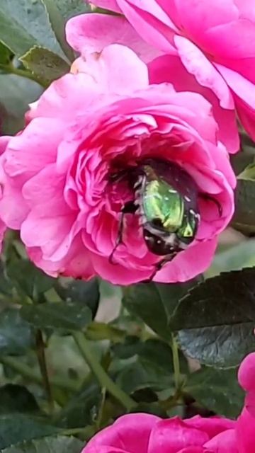 Бронзовка- гость моего сада