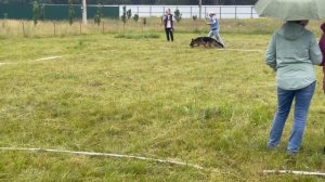 ПОДРОСТКИ СУКИ / КЧК КУРСК 28 июня`25 Е.Никитина Моно немецких овчарок
