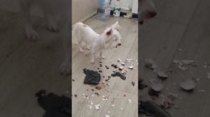Наша собачка сошла с ума серия 5