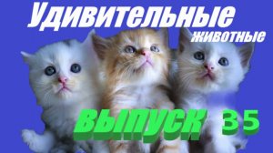 Удивительные животные выпуск 35