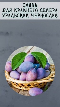 Выживут везде! Растения, которые не боятся испытаний