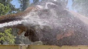 ☀️🌡️ В Ростов пришла жара, а с ней и беспокойство наших подписчиков о животных.