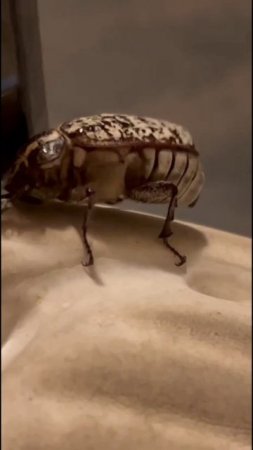 насекомые субтропиков