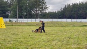 1 Отл. BLAD v. Olster Hof +++ №7 / КЧК КУРСК 28 июня`25 Е.Никитина Моно немецких овчарок