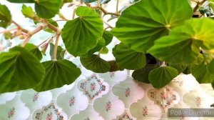 Бегония. Освещение и температура.