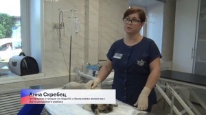 Специалисты рассказали, какие правила могут помочь домашним животным легче перенести жару