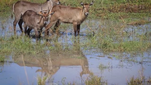 Это копытное выживает там, где другие сдаются - АФРИКАНСКИЙ ВОДЯНОЙ КОЗЁЛ!