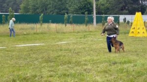 1 Оч/хор Блек Аксворд БАРСЕЛОНА +++ №22 / КЧК КУРСК 28 июня`25 Е.Никитина Моно немецких овчарок