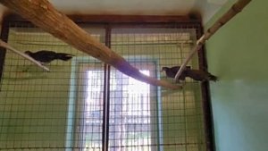 ⚡ Коллекция наших животных пополнилась!