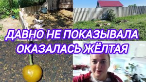 ДАВНО НЕ ПОКАЗЫВАЛА. ОКАЗАЛАСЬ ЖЁЛТАЯ