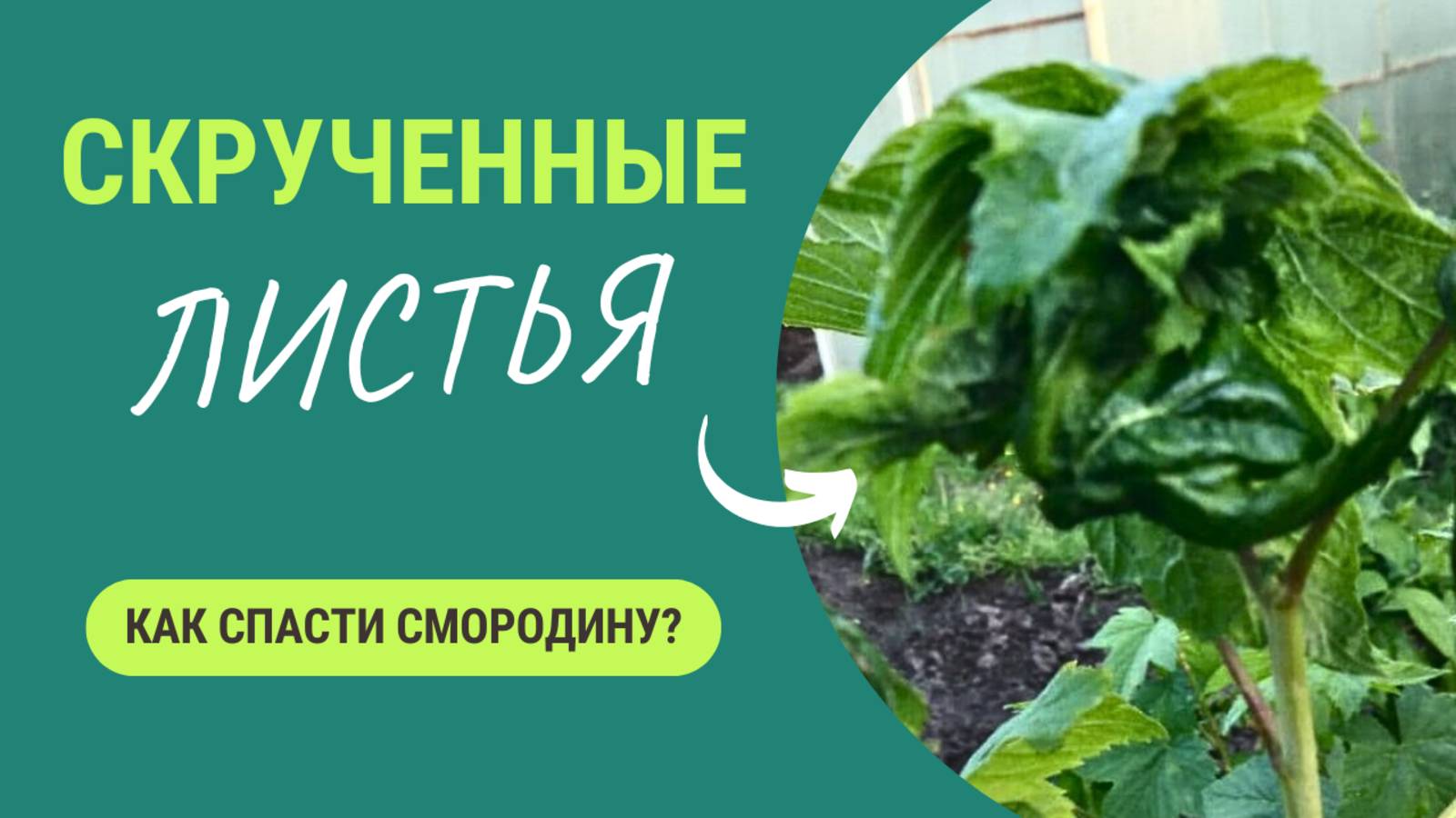 Спасите смородину! Почему скручиваются листья смородины и как это остановить?