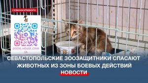 Севастопольские зоозащитники спасают животных из зоны боевых действий