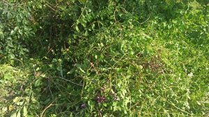 Обрезала горца Бальджуанского, японскую айву.