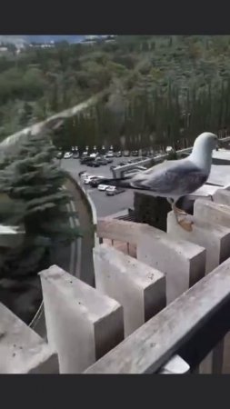 В Крыму засняли чаек ,которые смеялись со своего друга ,который не смог нормально признелиться на ко