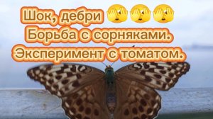 11-07-2025Шок,дебри🫣🫣🫣 Борьба с сорняками.Эксперимент с томатом.