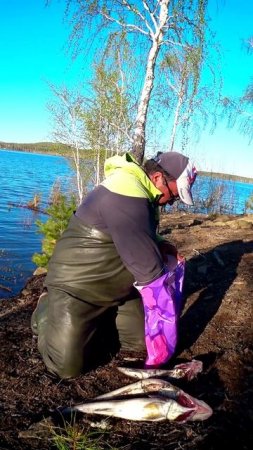 УЛОВ СЕГОДНЯ ТАКОЙ! #shorts #рыбалка #fishing #рыба #fish #эдвардкосичка #природа #nature #отдых