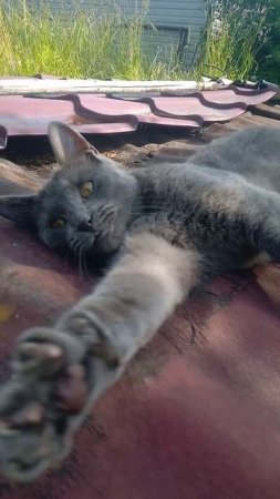 Собака с бабочкой на носу но с котом