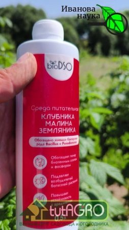 МАЛИНА ЗАВАЛИТ УРОЖАЕМ С ЭТОЙ ПОДКОРМКОЙ!